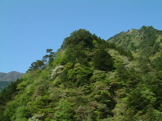 四国山地の山奥では新緑に混じってまだ桜が咲いていました
