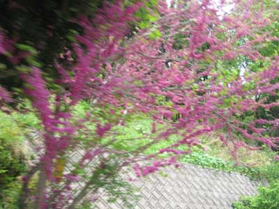 花があちこちできれい